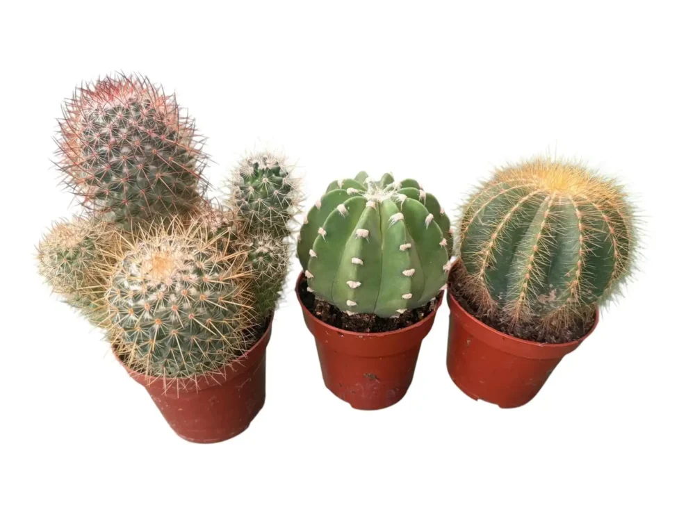 Cactus maceta 8,5cm