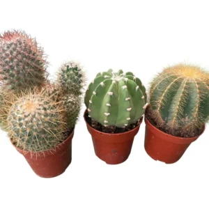 Cactus maceta 8,5cm