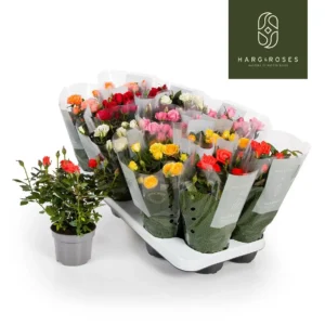 Rosal mini
