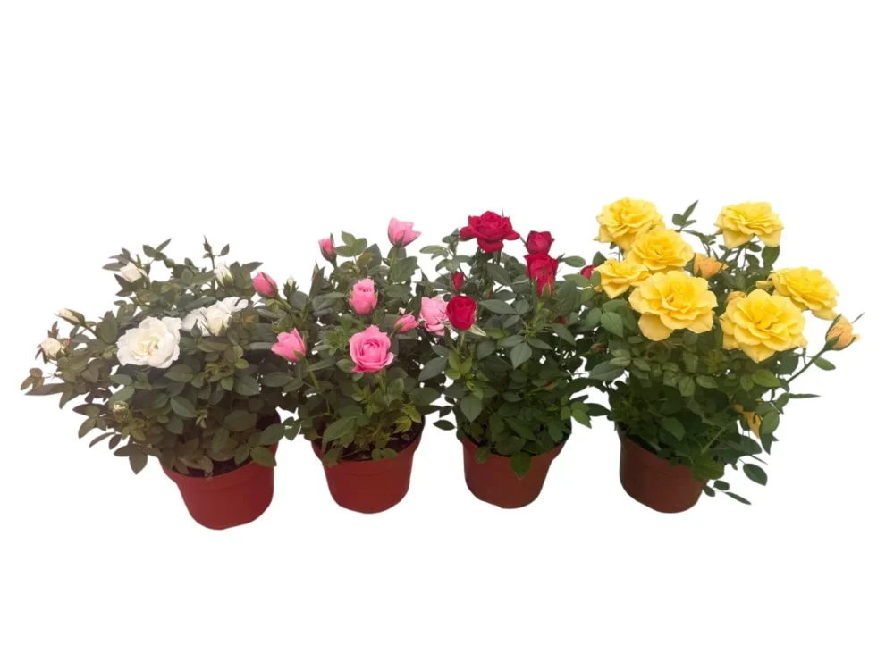 Rosal mini