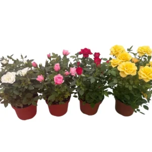 Rosal mini
