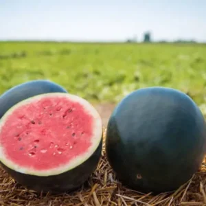 Sandia sin pepita pieza