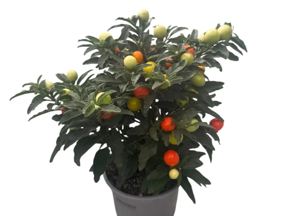 Solanum pseudocapsicum