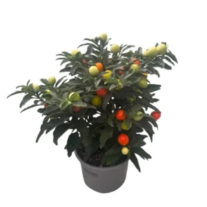 Solanum pseudocapsicum