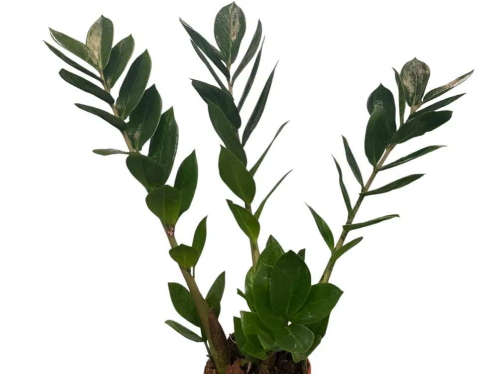 Zamioculca