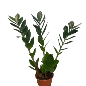 Zamioculca