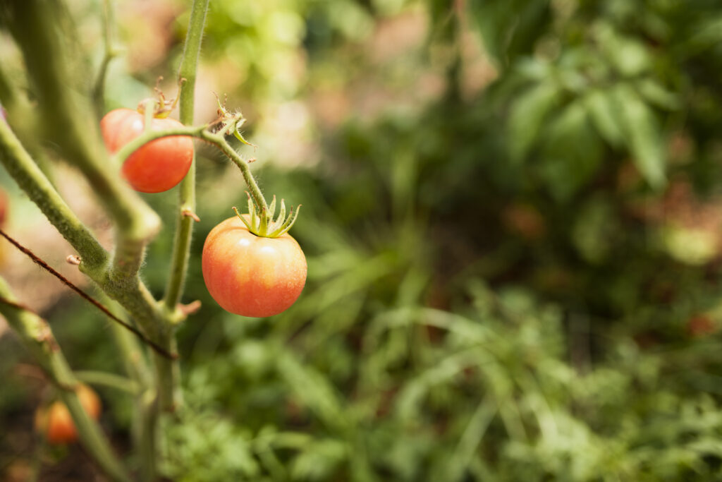 plante de tomates