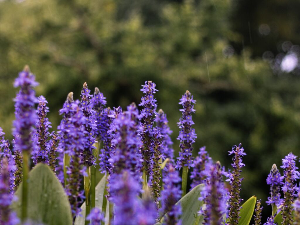 lavanda propiedades