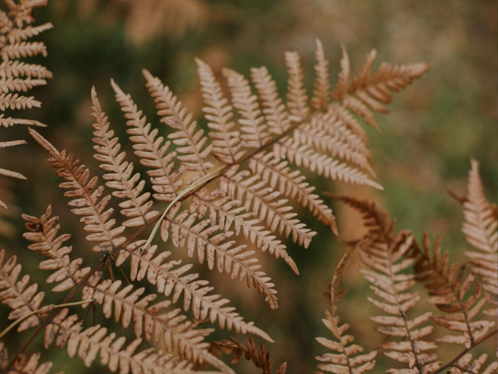 hojas marrones plantas