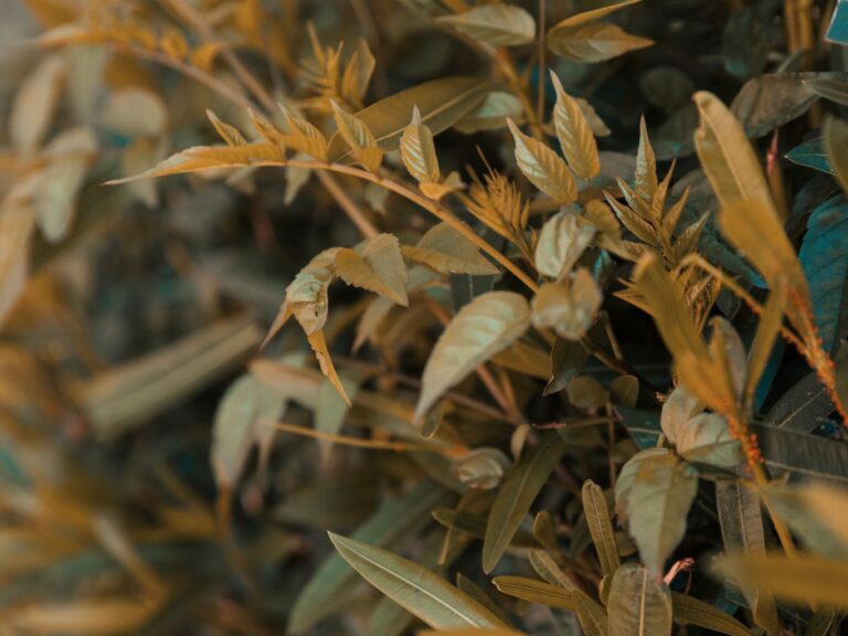 hojas quemadas bordes