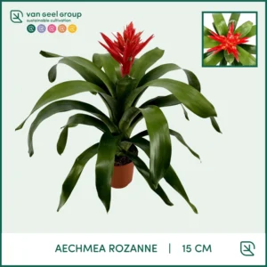Aechmea