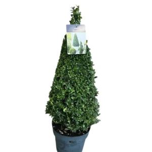 Buxu sempervirens