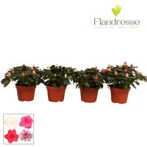 Azalea