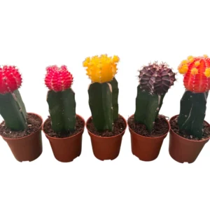 Cactus injertado
