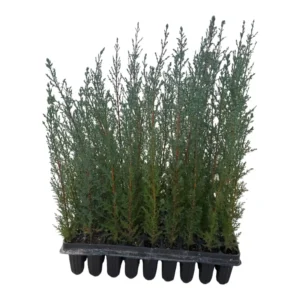 Ciprés sempervirens