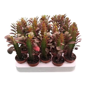Euphorbia trigona maceta 5,5cm