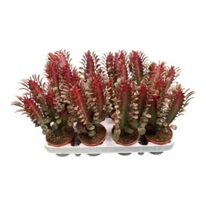 Euphorbia trigona maceta 8,5cm
