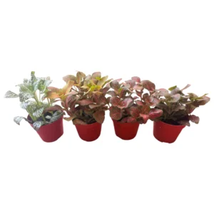 Fittonia