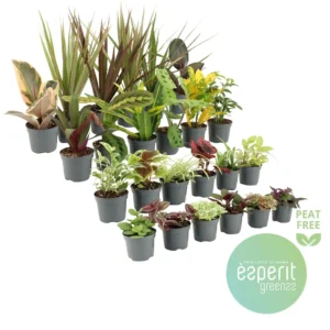Mini planta variada