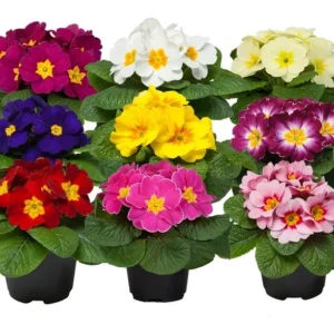 Primula