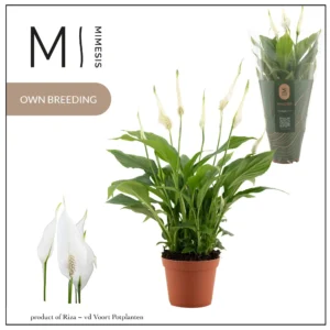 Spathiphyllum Mini